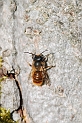 Osmia rufa